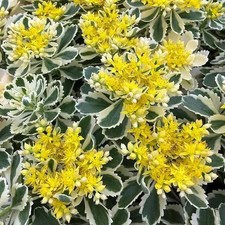 Sedum takesimense atlantis d'occasion  Pouzauges