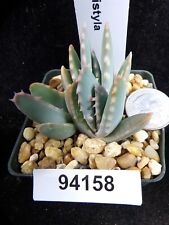 Aloe longistyla trio for sale  Lakeport