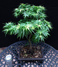 nice trees for sale nice trees for sale Minnetonka