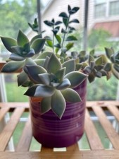 Several different succulents for sale  Leesburg