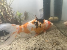 Ornamental goldfish entire for sale  Richmond