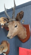 Beautiful vintage taxidermy for sale  WIRRAL
