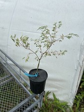 Acer palmatum hana for sale  Hendersonville