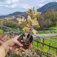 Vaso pianta kalanchoe usato  Barcellona Pozzo di Gotto