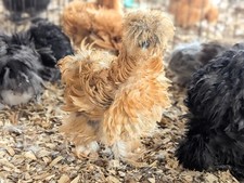 Silkie hens choice for sale  Sanford