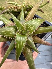 Aloe maculata rooted for sale  Lillington