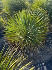 Yucca rostrata 60cm gebraucht kaufen  Miltenberg