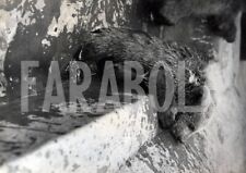 Vintage animali forza usato  Roma