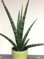 Bogenhanf sansevieria crocodil gebraucht kaufen  Deichhorst