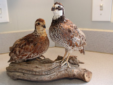 Taxidermy pair quail for sale  Frederick