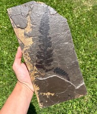 Huge neutopteris fern for sale  Coppell