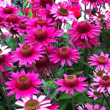 Echinacea magnus pflanze gebraucht kaufen  Mönchengladbach