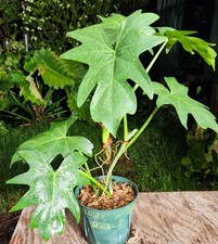 Philodendron radiatum plant for sale  Hollywood