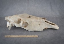 Real horse skull for sale  Castle Rock