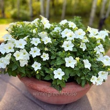 Petunia firefly for sale  Winter