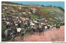 Ashp15 0943 animaux d'occasion  France