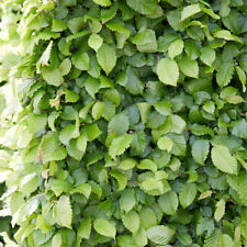 Hornbeam hedge carpinus for sale  PETERBOROUGH