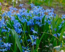 Blausterne scilla siberica gebraucht kaufen Blausterne scilla siberica gebraucht kaufen  Emden