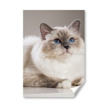Sacred white birman for sale  SELBY