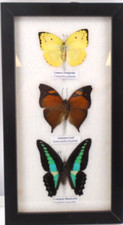 Framed mounted set for sale  MIRFIELD