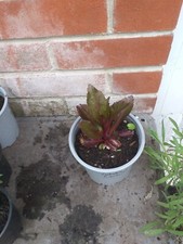 Lobelia cardinalis cardinal for sale  SOUTHAMPTON