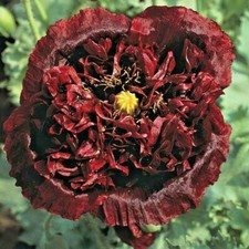 Black sea golden for sale  Beachwood