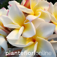 Plumeria cindi moragne usato  Palermo