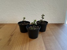 Jadebaum portulacaria afra gebraucht kaufen  Reinfeld