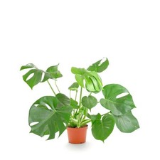 Monstera deliciosa split for sale  Las Vegas