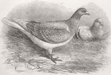 Antwerp carrier pigeon for sale  LONDON