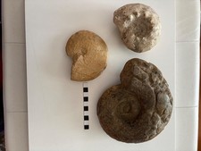 ammoniti usato ammoniti usato  Caprino Veronese