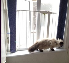 Lindam pet pet for sale Lindam pet pet for sale  HAYES