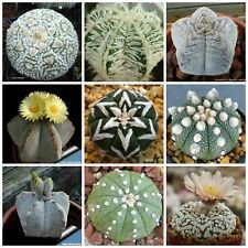 Semi astrophytum mix usato  Italia