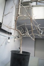 Commiphora 2597 angola gebraucht kaufen  Einhausen