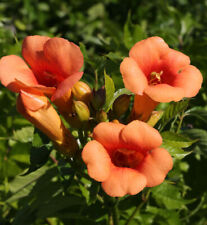Hochstamm trompetenblume india gebraucht kaufen  Bad Zwischenahn