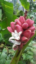 5 graines de BANANE ROSE(Musa Velutina)H290 PINK VELVET BANANA SEEDS SAMEN , usado comprar usado  Enviando para Brazil