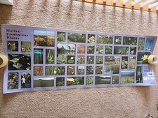 Native freshwater plants d'occasion  Expédié en Belgium