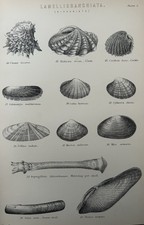 1870 mollusc print for sale  TORRINGTON