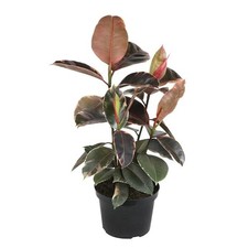 Ficus tineke variegated for sale  Miami