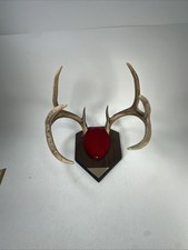 Whitetail deer antlers for sale  La Crosse