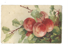 Illustration klein branche d'occasion  Toulon-