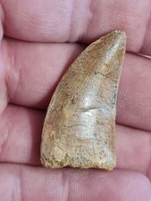 Dent carcharodontosaurus fossi d'occasion  Sessenheim