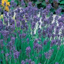 Lavender munstead plant for sale  UK