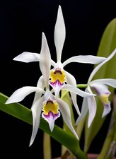 Cattleya iricolor sib gebraucht kaufen  Dortmund