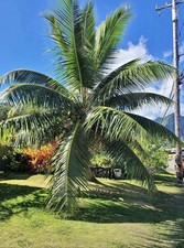 Dwarf samoan coconut for sale  Keaau