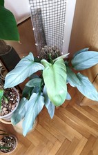Philodendron hastatum silver gebraucht kaufen  Bogen