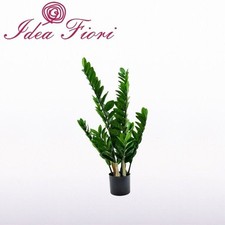 Pianta zamioculcas enzo usato  Mirabella Eclano