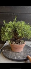 Pre bonsai rosmarino usato  Reggello