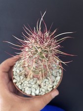 Cactus plante succulente d'occasion  Aire-sur-l'Adour