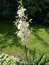 Stück jungpflanze yucca gebraucht kaufen  Langenhagen